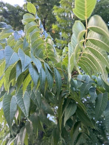 eastern black walnut