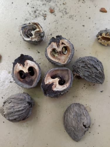 eastern black walnut