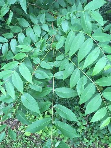 eastern black walnut