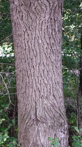 eastern black walnut