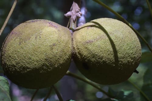 eastern black walnut