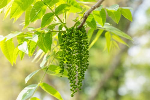 eastern black walnut