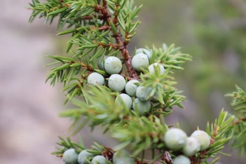 common juniper