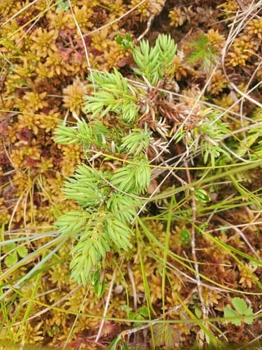 common juniper