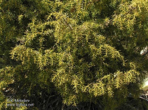 common juniper