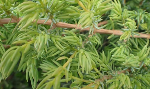 common juniper