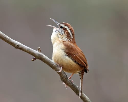 Carolina Wren