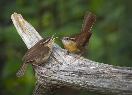 Carolina Wren