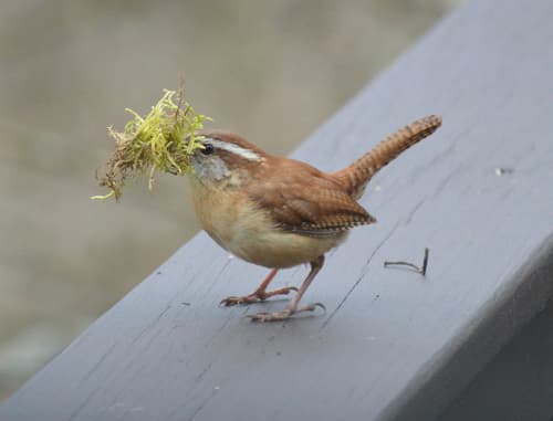 Carolina Wren