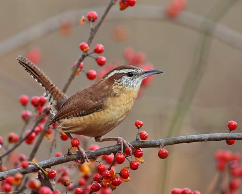 Carolina Wren