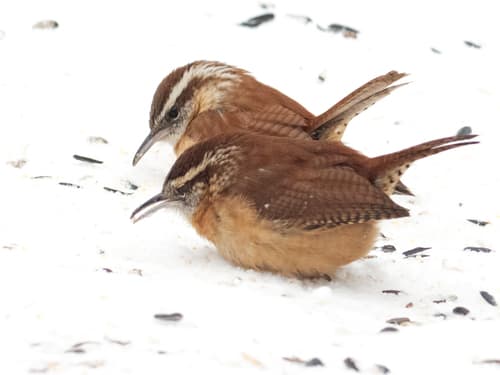 Carolina Wren