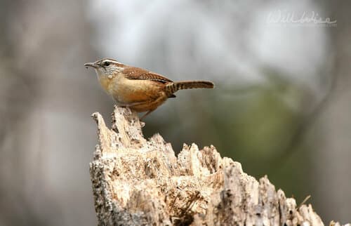 Carolina Wren
