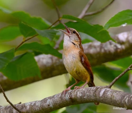 Carolina Wren
