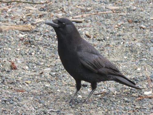 American Crow