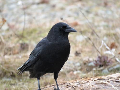 American Crow