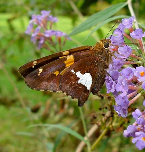 Silver-spotted Skipper