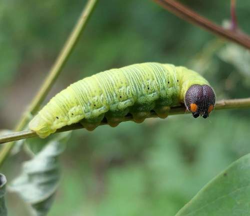 Silver-spotted Skipper