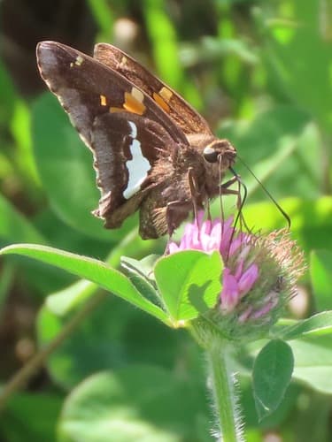 Silver-spotted Skipper