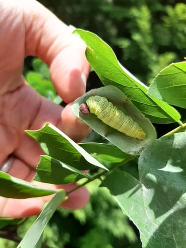 Silver-spotted Skipper