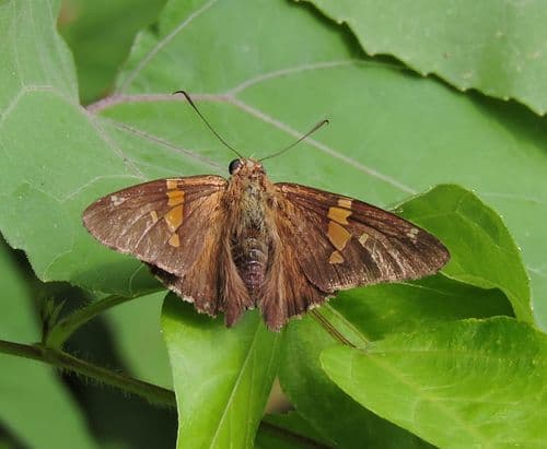 Silver-spotted Skipper