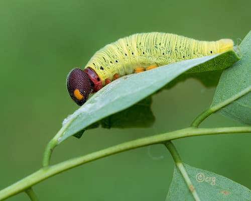 Silver-spotted Skipper