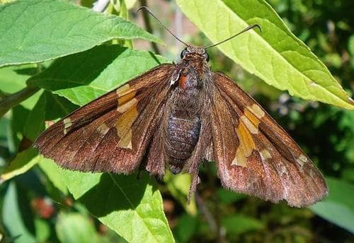 Silver-spotted Skipper