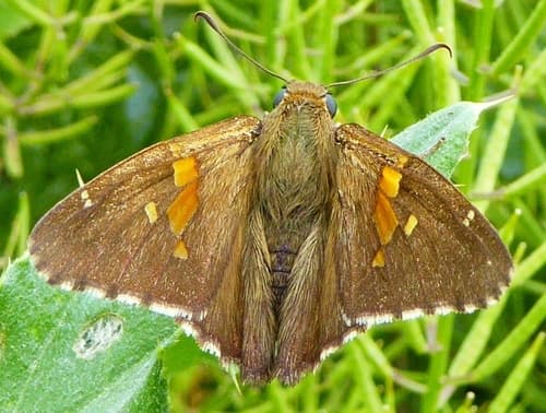 Silver-spotted Skipper