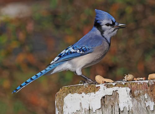 Blue Jay