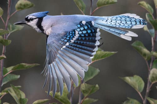 Blue Jay