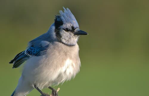 Blue Jay