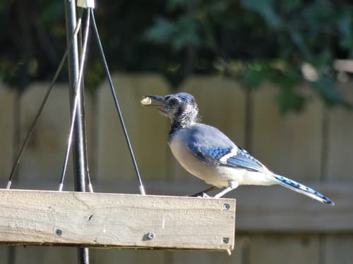 Blue Jay