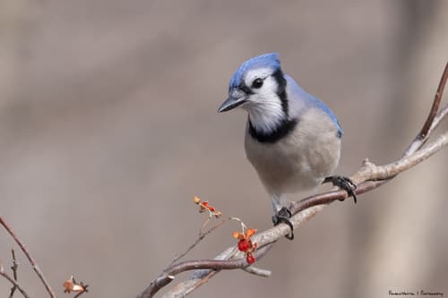 Blue Jay