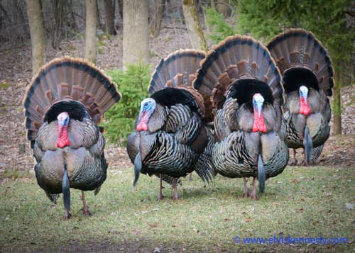 Wild Turkey