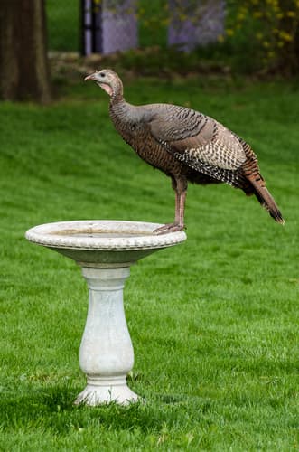 Wild Turkey