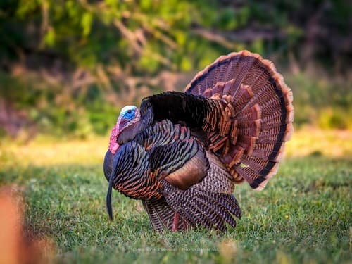 Wild Turkey