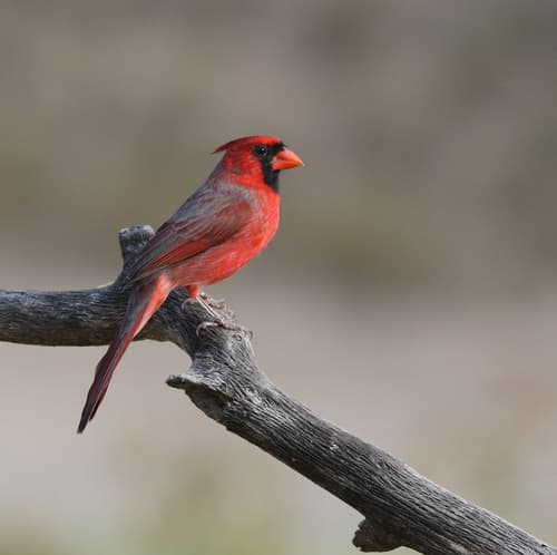 Northern Cardinal