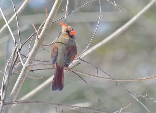 Northern Cardinal