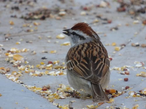 Chipping Sparrow