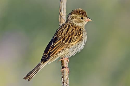 Chipping Sparrow