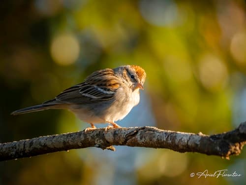 Chipping Sparrow