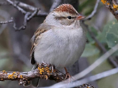 Chipping Sparrow