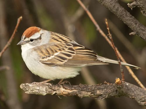 Chipping Sparrow