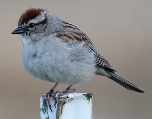 Chipping Sparrow