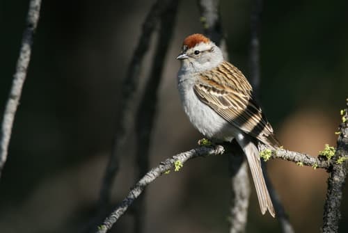 Chipping Sparrow