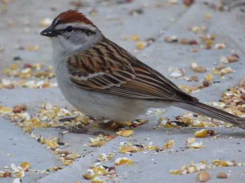 Chipping Sparrow