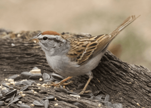 Chipping Sparrow