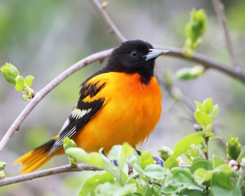 Baltimore Oriole
