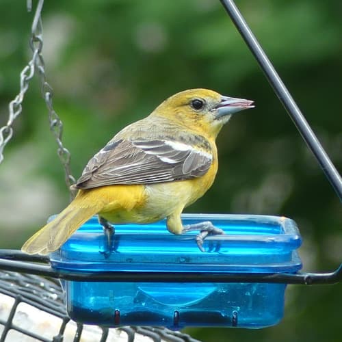 Baltimore Oriole