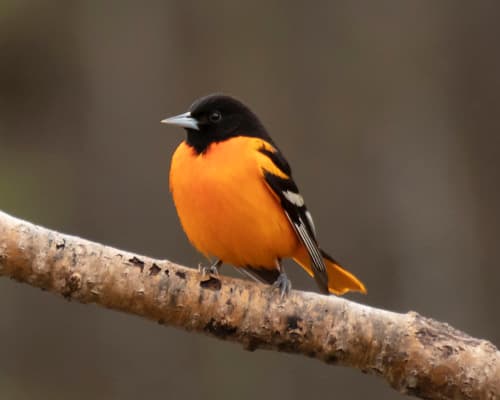 Baltimore Oriole