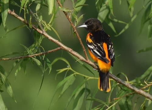 Baltimore Oriole